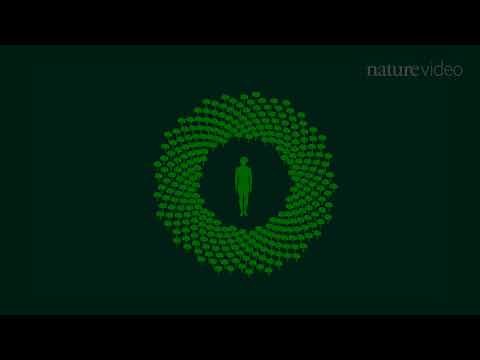 Three Trillion Trees on Earth | Nature Video