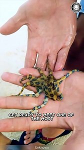 9.5K views · 208 reactions | Blue-Ringed Octopus ⚠️ Do NOT Touch: Deadly Bite! #blueringedoctopus #ringedoctopus #blueringedoctopuses #octopus #octopuses #octopuslover #octopi #octopus #liveoctopus | 1 Minute Animals | Facebook