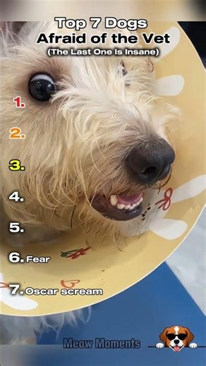 Top 7 Dogs Afraid Of The Veterinarian #shorts