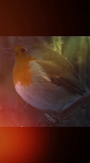 Exploring the Life of the Robin Bird