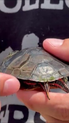 How do Turtles Shed Their Skin?