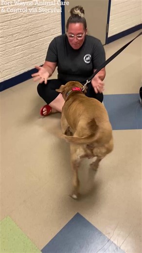 Emotional support dog reunites with owner after almost two years apart🥰 | The Sun