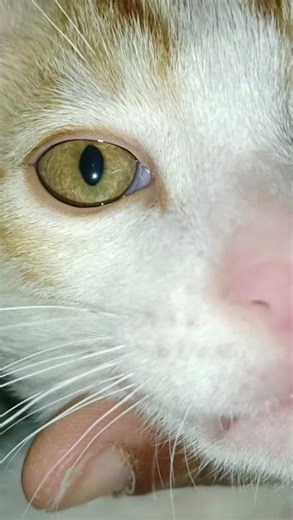 Mera Sheesha❤️🎀#cat #youtubeshorts#youtubevideos #ytshorts#yt#funny #comedyshorts#shots#officalvideo