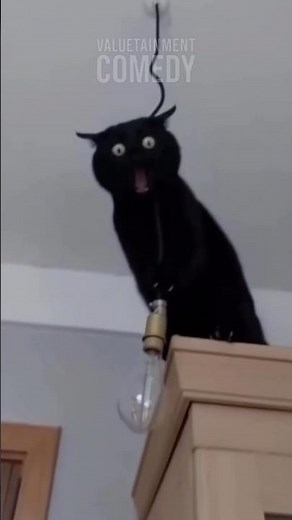 Cat Gets Electrocuted And His Reaction Is Wild ⚡🤣
