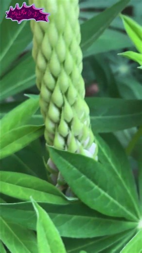 Zaren's Super Lupine Growth Record 2025-26 Day 213 "Difficulty in Angle-Fitting Growth" #Shorts
