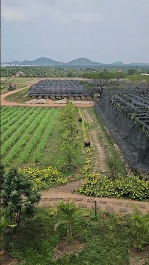 Discovering the Famous Kampot Pepper Farm in Cambodia! 🌿✨