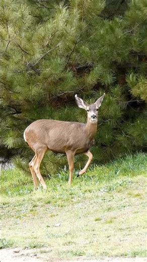 Mule Deer🦌Delicate Browser #muledeer