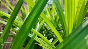 Pandanus amaryllifolius herbal tree in the daytime garden. Pandanus odorus Ridl.