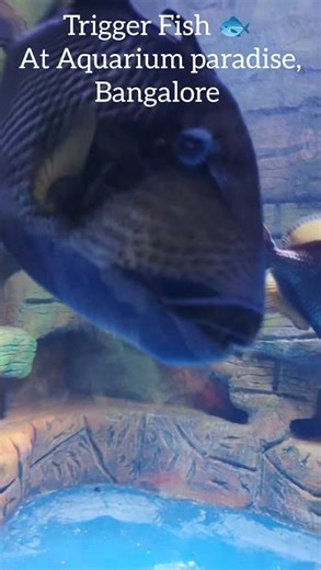 Trigger fish @Aquarium🐟#bts #aquariumparadise #bangalore #shorts #btsarmy #fish #vlog #btsvlog #song