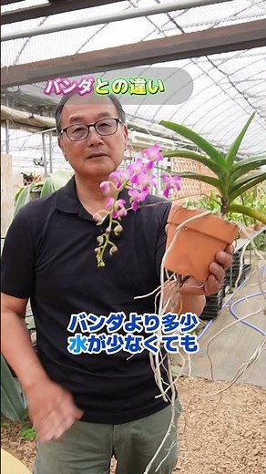 [Orchid] This is the Easiest Orchid to Grow! @seedpot368 #sheath