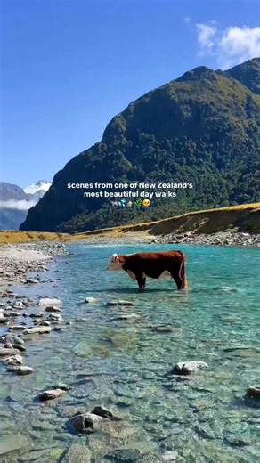 📍Rob Roy Glacier — one of New Zealand’s most epic half day hikes 🏔️🧊🌿 Located in the Mt Aspiring National Park, this 3 hour walk will take you over a swing bridge, through beautiful beech forest, and alongside the Rob Roy Stream. 💦 At the end point you’ll be treated to some of the most incredible scenes, stunning waterfalls and the headline act, the Rob Roy Glacier. Take your time to soak in this amazing part of the country. Enjoy and be sure to add this one to a list on the Roady app! ✌️ |