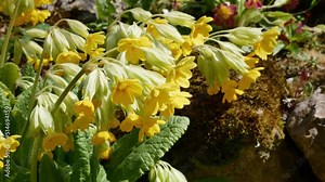 Primula veris or Primula officinalis (Primula veris) yellow flowers in sping garden