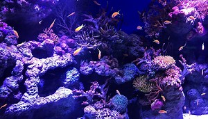 Cairns Aquarium, Cairns, Far North Queensland, Australia – Advanced Aquarium Technologies