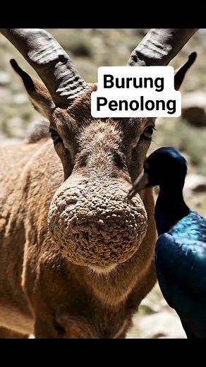 Burung yang pintar 😇 Hewan aja saling menolong satu sama lain 💪 #Burungmengeluarkancairandalamtubuhkuda #SindiranBerkelas #semuaorang #fypviral #jangkauanLuas #ReelsVideo Selamat beraktivitas yah besty baikku 🥰😇😅 | Merlin Saronitha