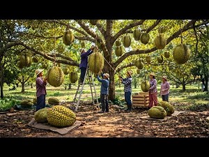 How Thai Farmers Grow Durian That Amazes the Whole World Full Process