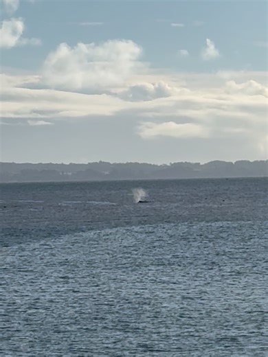 Santa Cruz Wharf on Reels