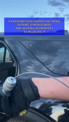 Police in Colorado become rattlesnake wranglers