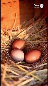 Collecting Eggs From Chicken Coops #freerangechickens #backyardfarming