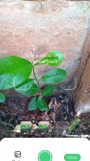 They thought I was using a plant parent app to diagnose my plant but I scan to learn their names