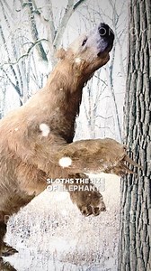 196K views · 3.5K reactions | The Younger Dryas, a period of sudden cooling during the deglaciation, coincided with the extinction of over 100 species of megafauna worldwide, including mammoths, giant cave bears, and massive sloths. These animals, defined as weighing over 100 pounds, vanished in a geological blink, raising questions about the extreme temperature changes needed to cause such rapid extinction. | The Randall Carlson | Facebook