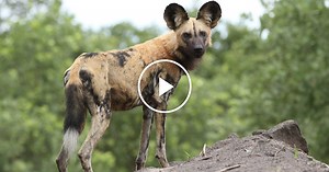 Wild Dogs Sneeze to Hunt