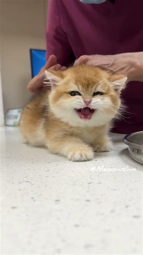 Brave kitten getting her shots 😻🐈