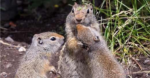 Ground Squirrel vs Prairie Dog: The 5 Key Differences