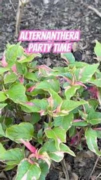 It’s Party Time Shrub an Alternanthera shrub #garden #plants #gardening #nature #fullsungarden