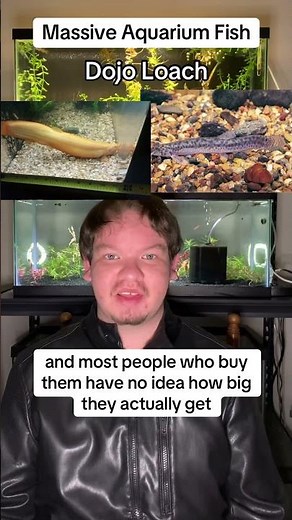 Massive aquarium fish: dojo loach