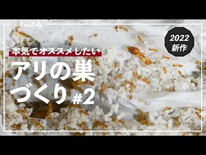 【アリ飼育】奥行きのあるアリの巣の作り方#2【キイロシリアゲアリ引越し編】