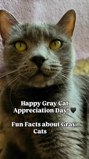 Do you have a Gray Cat? 🩶 #catfacts #cats #graycats #catsofinstagram #catinformation #pets101 #petfacts #catscatscats #catbehavior #catmom #kittycat #catpeople #felinefriends #meow | The Cat Crew