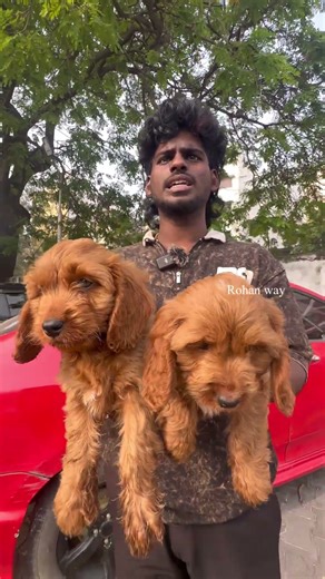 Market-la Paatha Cutest Cockapoo Puppies 🐶❤️