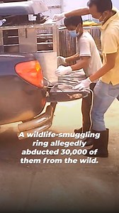 2.3K views · 68 reactions | Ethiopian Airlines’ monkey shipments tear wild endangered monkeys from their woodland homes, threaten YOUR health and safety with infectious diseases, and fuel the insatiable animal experimentation industry  | PETA UK | Facebook