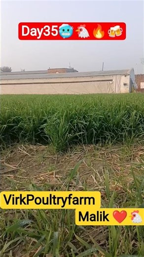 Day35 in poultryfarm#broiler #chicken #murgi#layerfarming #ecpoultryfarm #farming#egg #agriculture