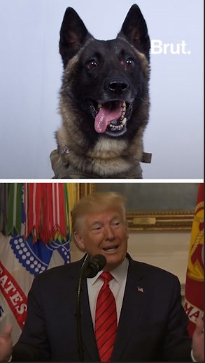 Military dogs have saved hundreds of lives. Here are three canines who altered the course of history. 🐕 | Brut