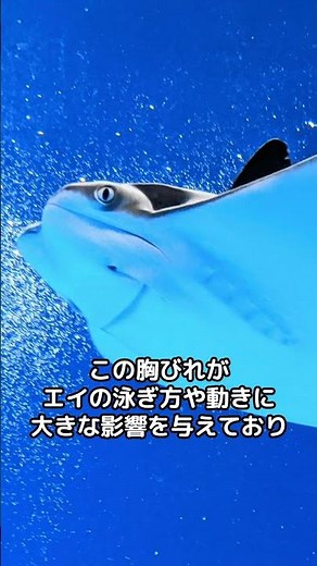 【神秘的な生態】エイの秘密と驚きの能力に迫る！