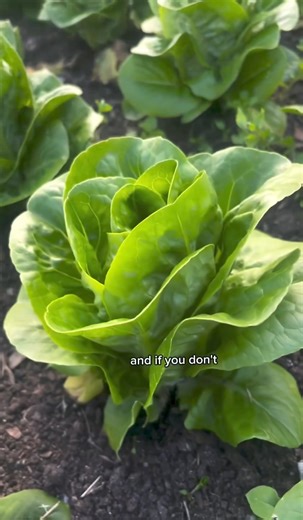 How to harvest lettuce. 🥬 #harvest #lettuce #harvesting #howto #gardening #gardeningtips #growinglettuce #growyourown #growfood #gardeninghacks #plants #lovelylettuce #vegetablegarden #asmr #asmrsounds #asmrvideo #gardenlove | Portnoo Market Garden