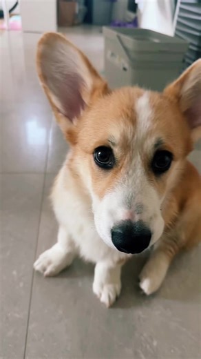 Lusia & Henio Corgis na TikTok