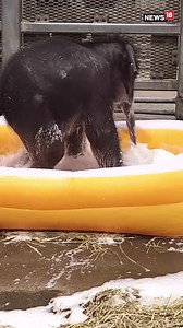 Adorable video shows a baby elephant experiencing bubble bath for the first time in the US zoo! Credit: Rosamond Gifford Zoo/ Twitter #elephant #elephantvideo #viralvideo #animalvideo #trending #UnitedStates #zoo #bubllebath #funnyvideo #cutevideo | News18