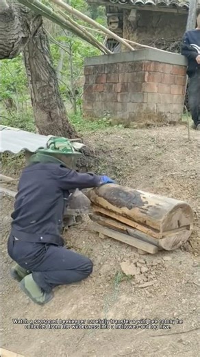 Beekeeper Transfers Wild Bees Into a Log Hive 🐝