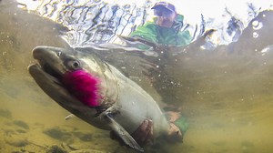 Chuitna - More Than Salmon On The Line