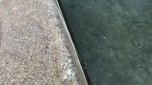 2.6M views · 7.4K reactions | Se il buongiorno si vede dal mattino...... fishingadventures.shop....... Giuseppe Di Gerolamo FishingAdventures ASD | Fishing Adventures | Facebook