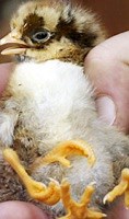 Four-legged chick