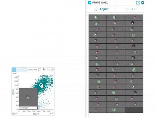 Bd innovation profiled in cover story of science demonstrates landmark advancement in flow cytometry technology