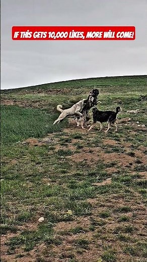 The Dogs’ Struggle for a Mate Nearly Ended in Disaster