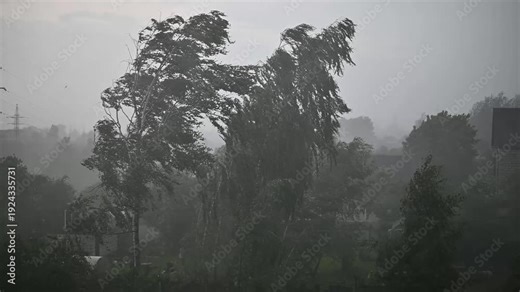 Rain and wind affect the trees in a residential area. Movement of branches occurs as storm conditions are evident.