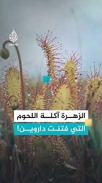 Drosera: A Carnivorous and Endangered Plant