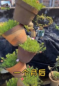 50K views · 727 reactions | How to plant and shape ornamental plants | Handmade | Facebook