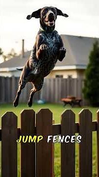 German Shorthaired Pointer Facts