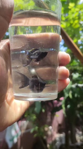 Black Moontail ballon moly . . . #aquarium #aqutichmoontailstore #molly #moontail